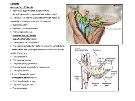 Anterior triangles of neck | PPTX