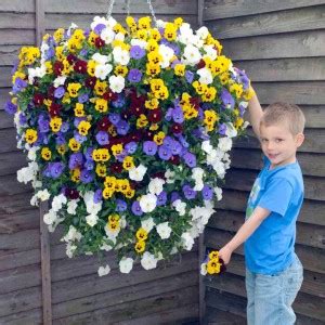 creative farmer Flower Seeds : Pansy Flower Seeds Human Face Yellow And ...