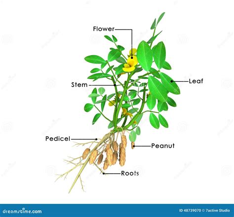 Family Of Groundnut