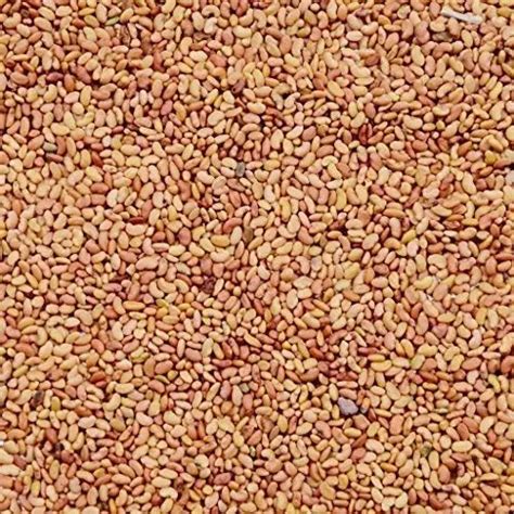Alfalfa Seeds for Cow, Goat Grass Seeds – SRI SAI FORESTRY