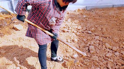 女子承包500亩地种红薯，被附近村民组团偷挖，已提前刨出售卖