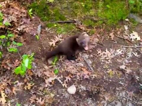 Fisher Cat Scream Sound 的图像结果