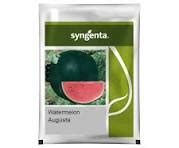 SYNGENTA AUGUSTA WATERMELON - 800 SDS
