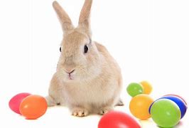Image result for Real Easter Bunny Pics
