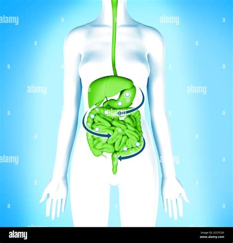 Digestive system detox. Women body cleansing diet Stock Photo - Alamy