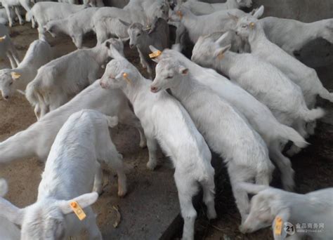 奶羊 奶羊养殖 奶羊养殖厂育肥成年饲养杜波绵羊种羊 山东济宁-食品商务网