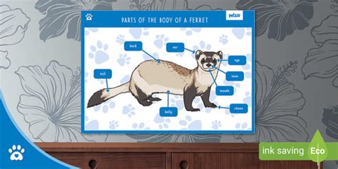 Parts of the Body of a Ferret - Display Poster - Twinkl