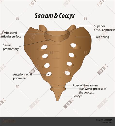 Sacrum Coccyx Labeled Vector & Photo (Free Trial) | Bigstock