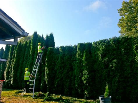 Tree Pruning Portland 的图像结果