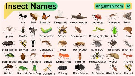 Insects And Bugs With Names