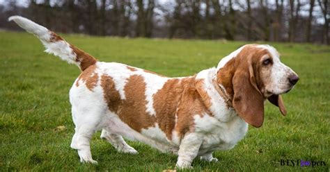 Basset Hound Puppy Price In India - Best For Pets