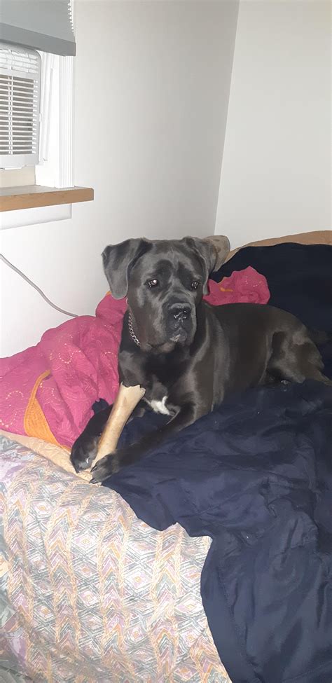 How do y’all pronounce Cane Corso? : r/CaneCorso