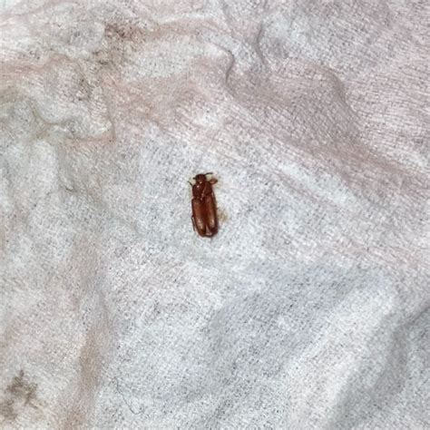 Tiny Brown Bugs In Camper at Audrey Georgia blog