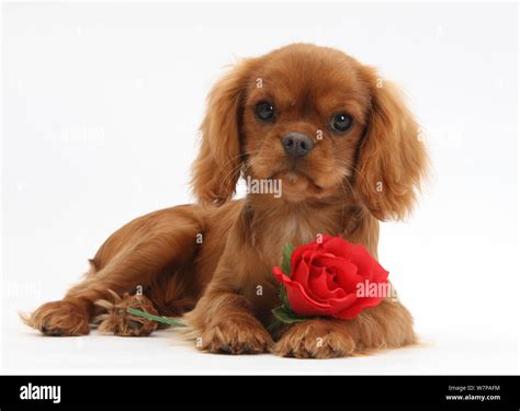 Ruby Cavalier King Charles Spaniel pup, Flame, 12 weeks old, with a red ...