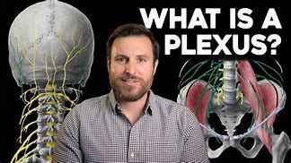 plexus 的图像结果