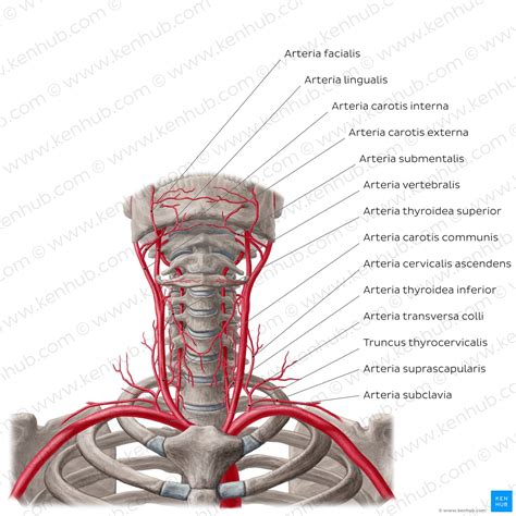 Truncus thyrocervicalis - Anatomie, Verlauf und Äste | Kenhub