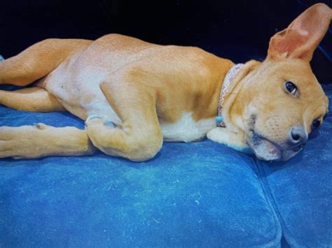 Ashley – It Takes A Village Rescue, NC