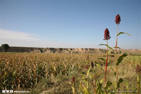 庄稼 的图像结果