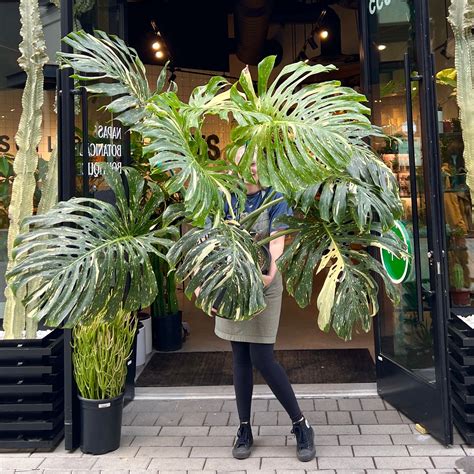 GIANT Thai constellation monstera *NAPA PICK UP OR DELIVERY ONLY ...