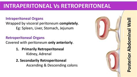 Abdomen Anatomy - Made Easy | PPTX