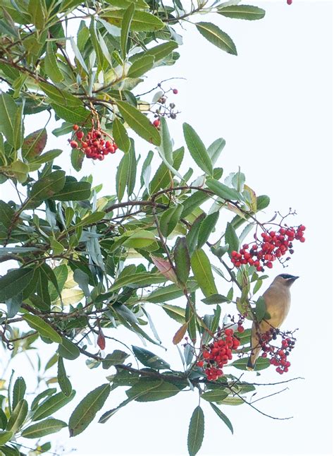 Heteromeles arbutifolia - Toyon, Christmas Berry (Plant) – Theodore Payne Foundation