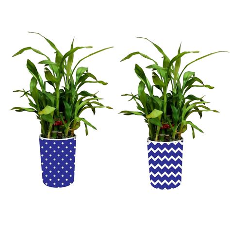 YaYa Cafe Blue Pottery Indigo Polka Dot Lucky Bamboo Pot Planter Indoor ...