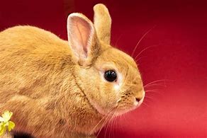 Image result for Cute Ittle Rabbits