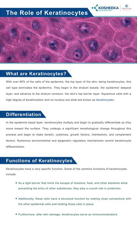 PPT - The Role of Keratinocytes PowerPoint Presentation, free download ...