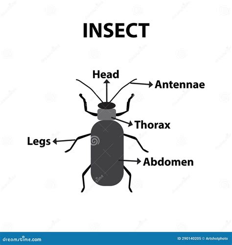 Insect Anatomy Worksheet 143,300+ Insect Body Parts Stock