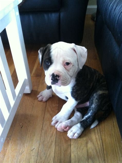 Scott American Bulldog Puppies