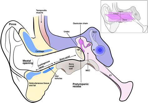 Frontiers | Anatomy and Development of the Mammalian External Auditory ...