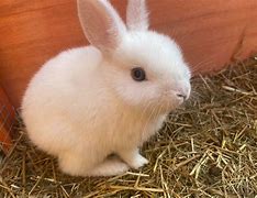 Image result for Baby Bunnies in Cups