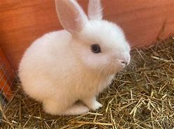 Image result for Cute White Baby Bunnies