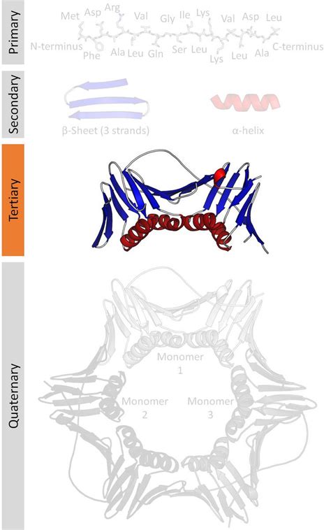 Protein tertiary structure - Alchetron, the free social encyclopedia