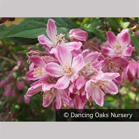 Deutzia x hybrida 'Magicien' - Dancing Oaks Nursery and Gardens