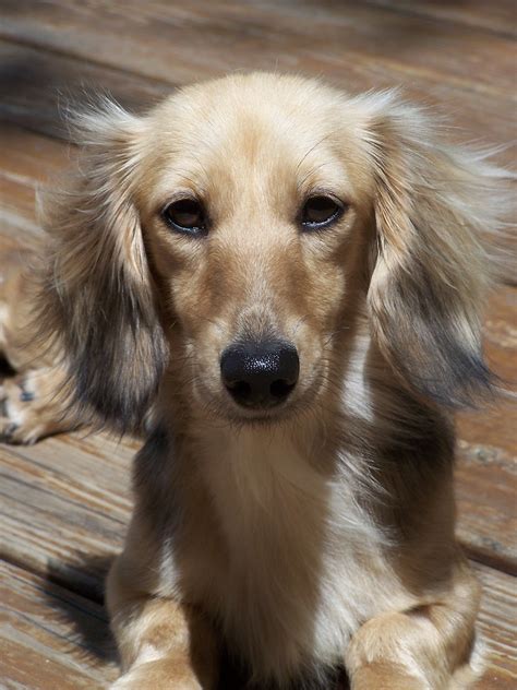 Long Haired Cream Miniature Dachshund Breeders at Mina Farrow blog