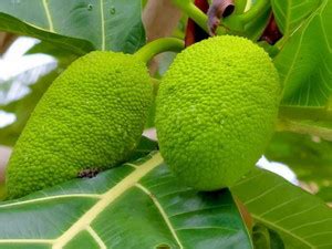 Cloud Farm Breadfruit Plant Price in India - Buy Cloud Farm Breadfruit ...