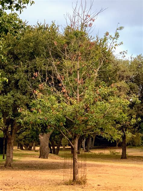 Oak Wilt Symptoms in White Oaks | ArborCare and Consulting