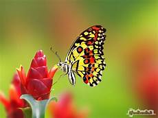 sfondi desktop fiori e farfalle sfondilandia it sfondo gratis di farfalla sul fiore per sfondi desktop fiori e farfalle sfondilandia it sfondo gratis di farfalla sul fiore per