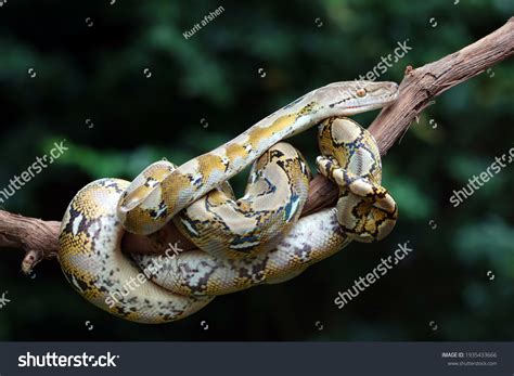 Pythonidae Python 的图像结果