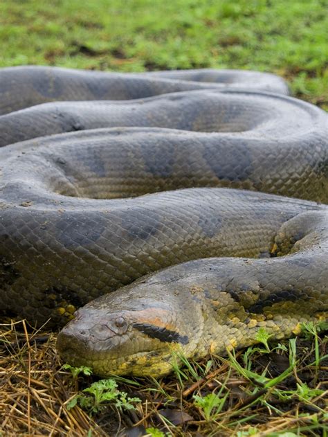 Largest Snake Ever Recorded Scientists Shocked To Discover New Species