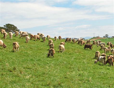 Reportage: Eine der besten in ›Down Under‹ | agrarheute.com