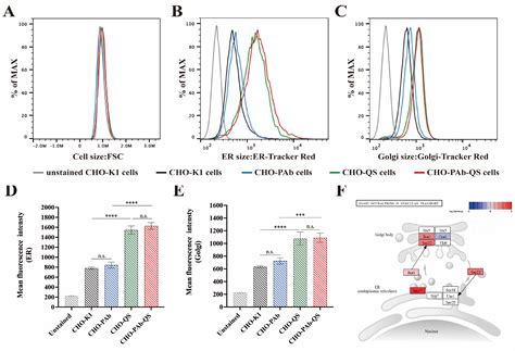 Enhancing the Antibody Production Efficiency of Chinese Hamster Ovary ...