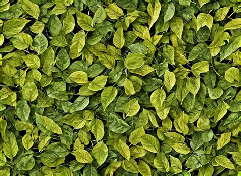 Premium Photo | Tree leaves seamless texture background wallpaper a ...