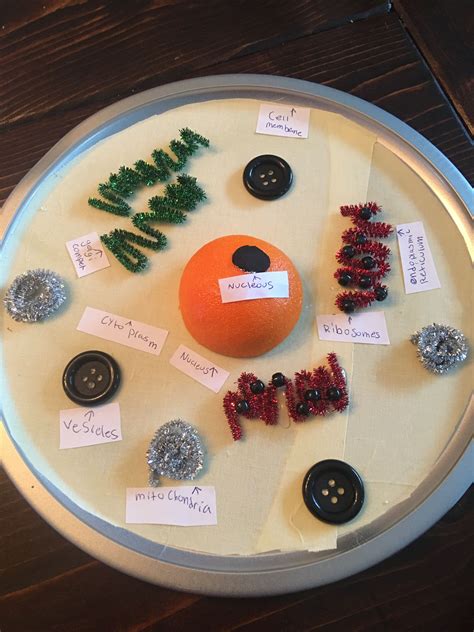 animal cell project | Animal cell project, Cells project, Animal cell