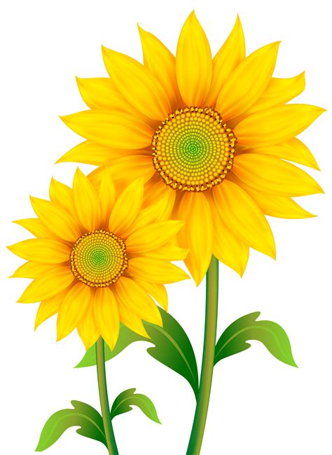 Sunflowers clipart - Clipground