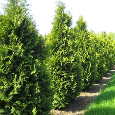 Amazon.com : 100 Seeds - American Arborvitae Tree Seeds - Giant Thuja ...