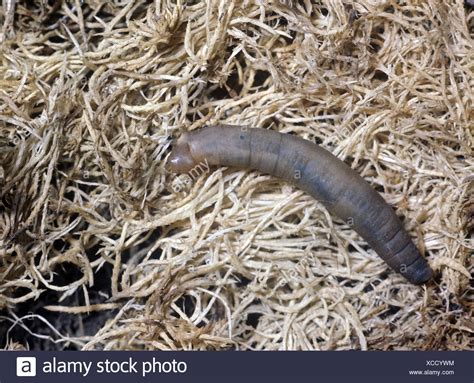 Leatherjacket Insect High Resolution Stock Photography and Images - Alamy