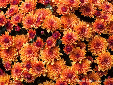 Hardy Mums - How to Over Winter Mums in the Garden