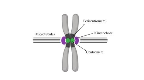 Describe the Structure of Chromosome